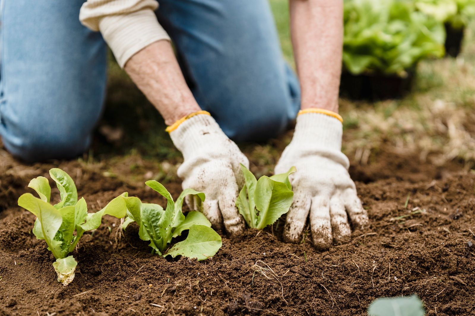 Lawns, Planting & Garden Zoning